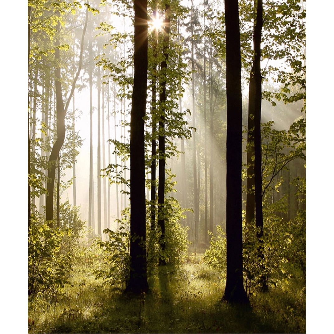 Sunlit Forest Canopy: Majestic Trees Wall Mural
