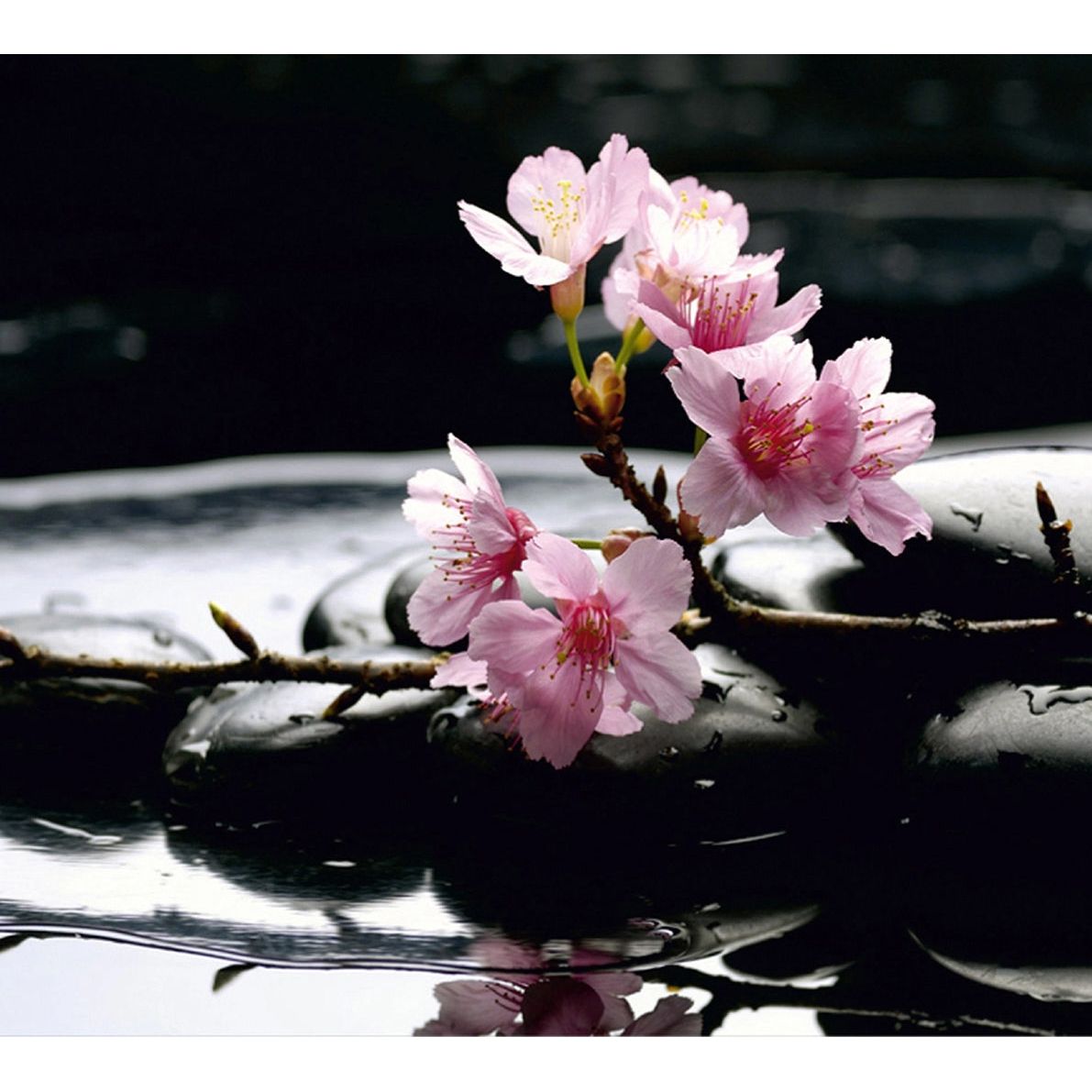 Pink Blossoms Over Water: Floral Wall Mural