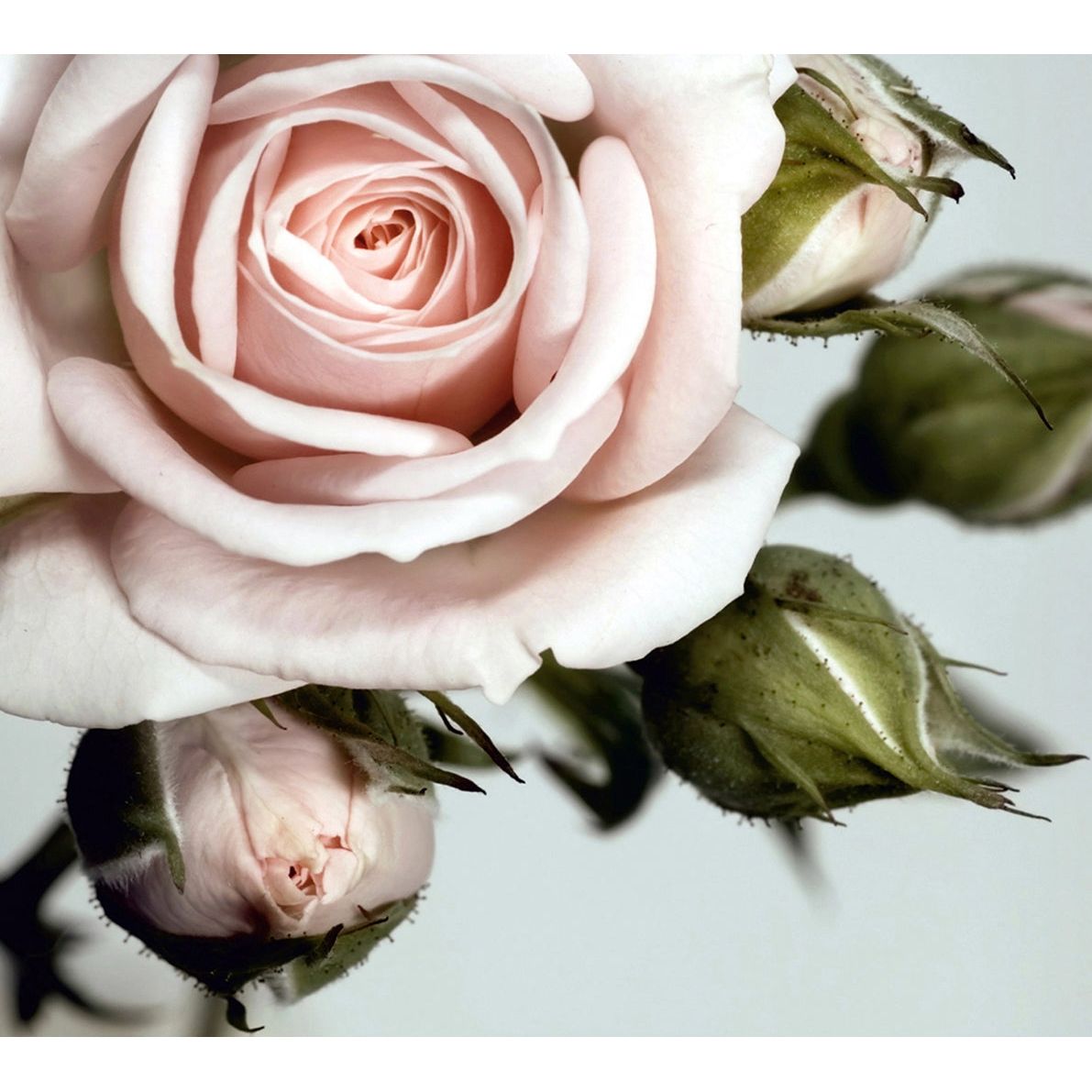 Rose's Gentle Blush: A Floral Wall Mural with Soft Pinkish Leafs