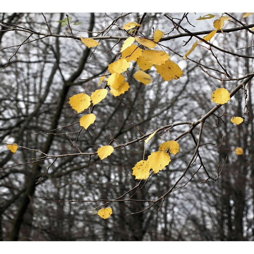 Golden Glow: Yellow Leaves on Chilly Canvas Wall Mural