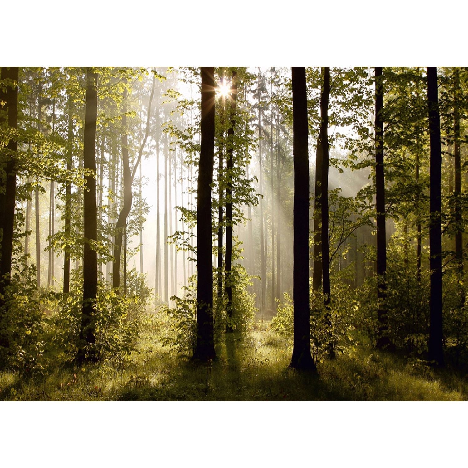 Sunlit Forest Canopy: Majestic Trees Wall Mural
