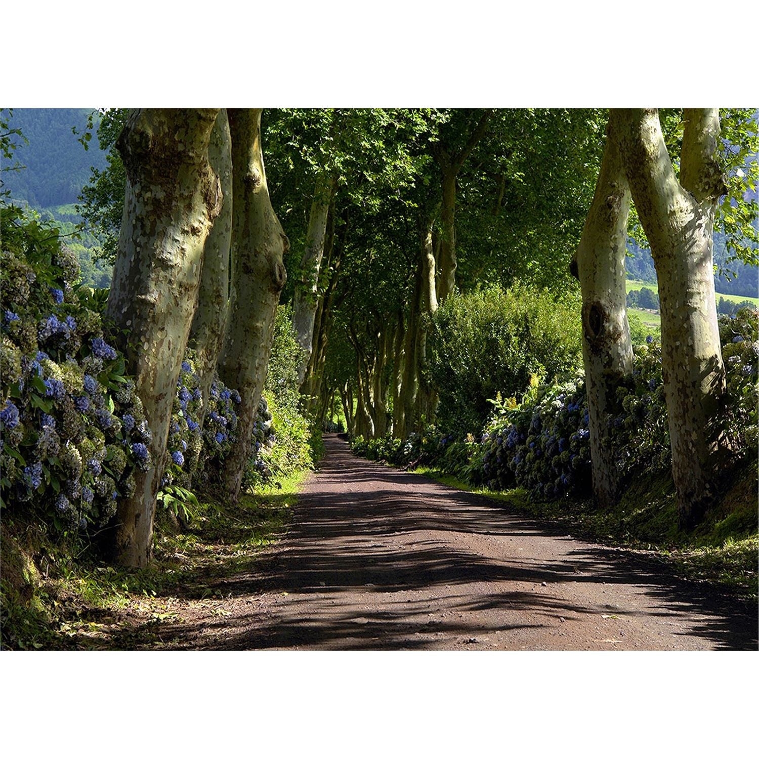 Woodland Journey: Forest Road Centerpiece Wall Mural