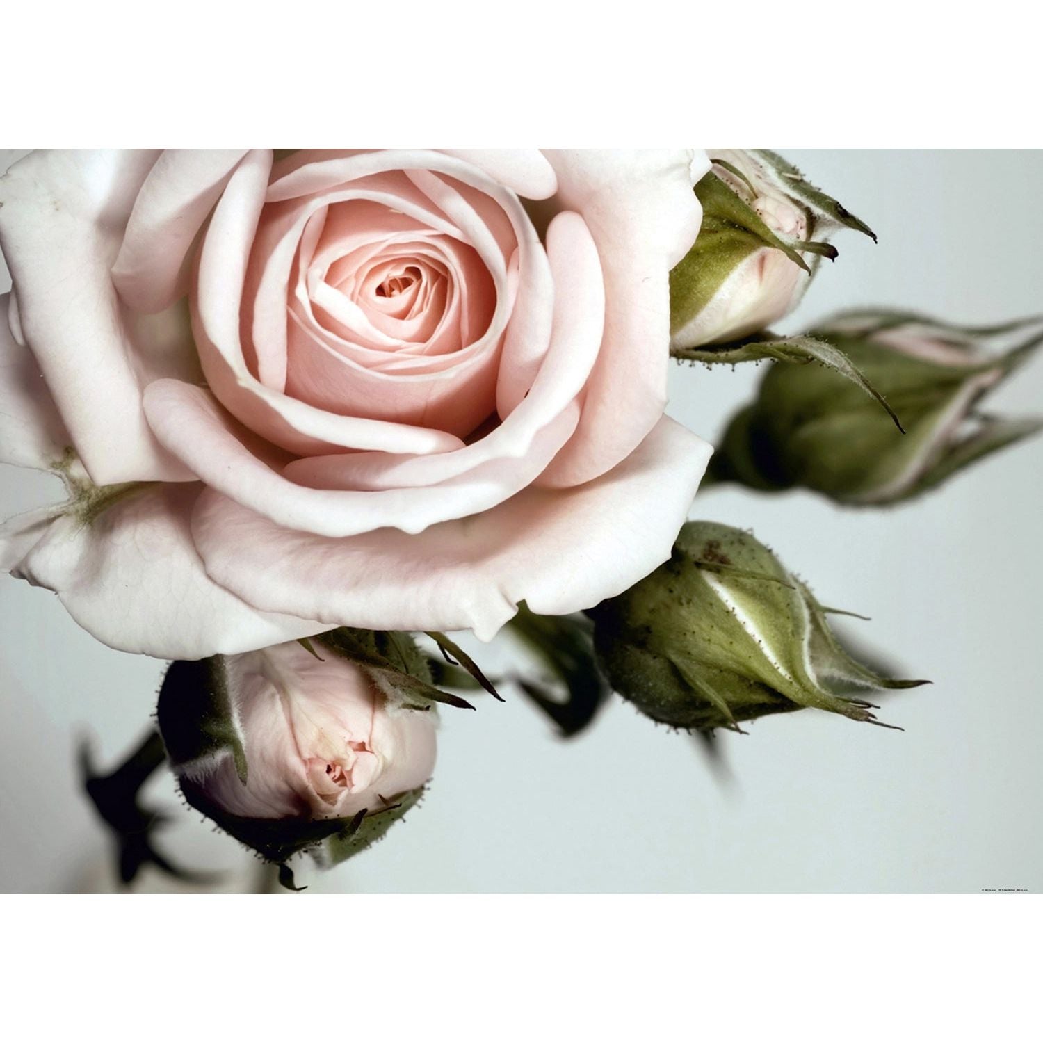 Rose's Gentle Blush: A Floral Wall Mural with Soft Pinkish Leafs