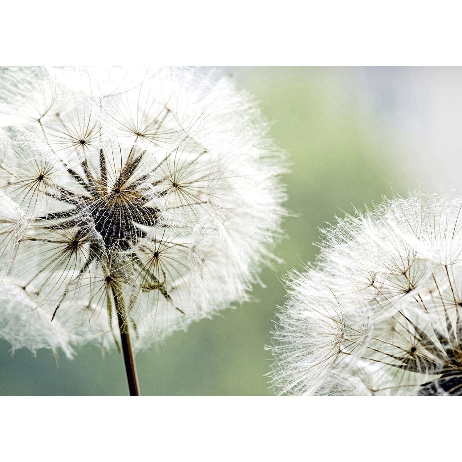 Whispers of Nature: Ethereal Dandelion Art Wall Mural