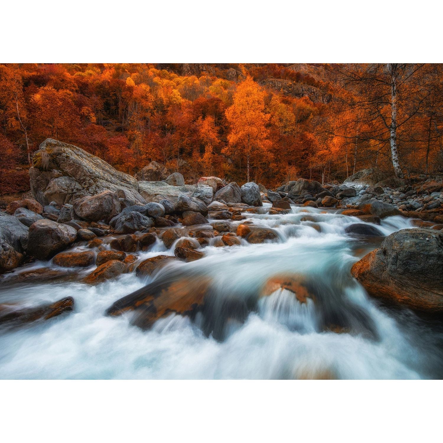 Rushing River: Forest Wall Mural
